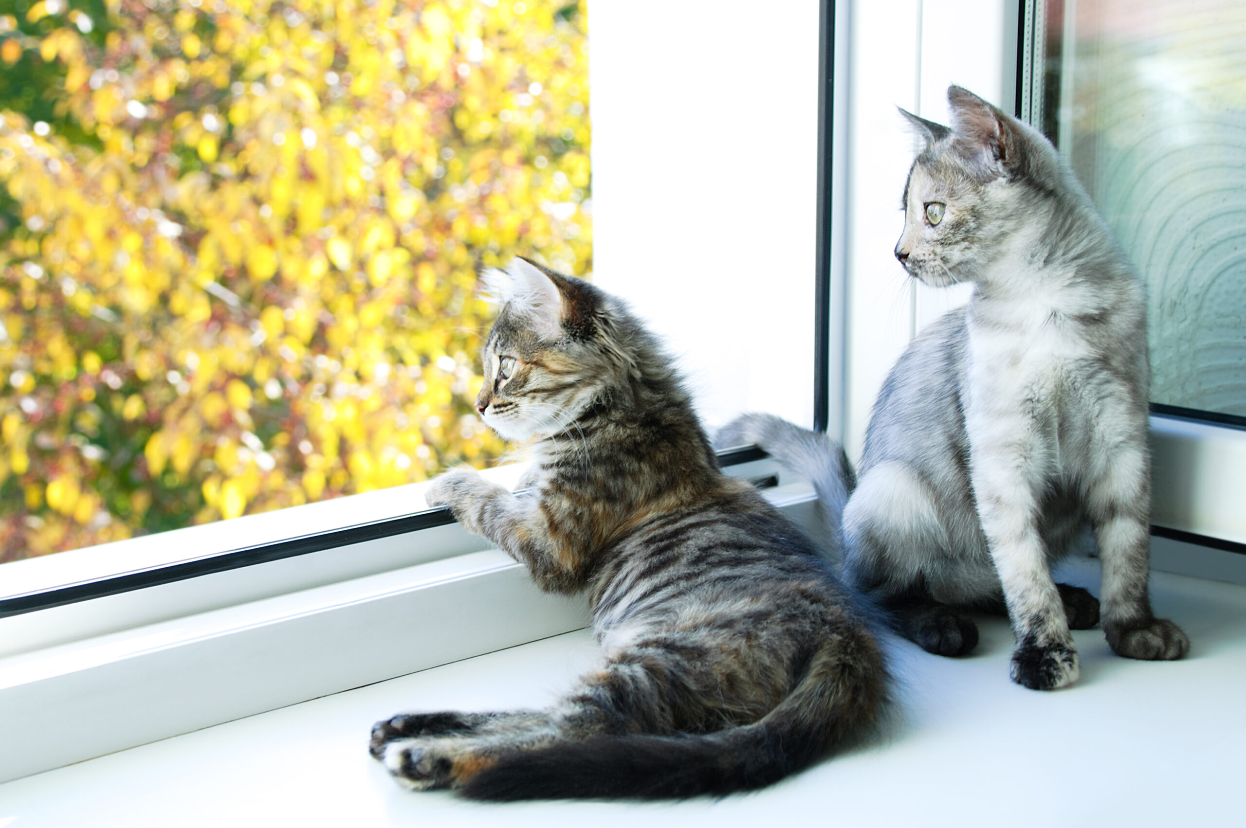 Cani e gatti, come rendere una casa sicura a loro misura