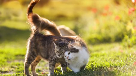 gatti innamorati, amore, coppia