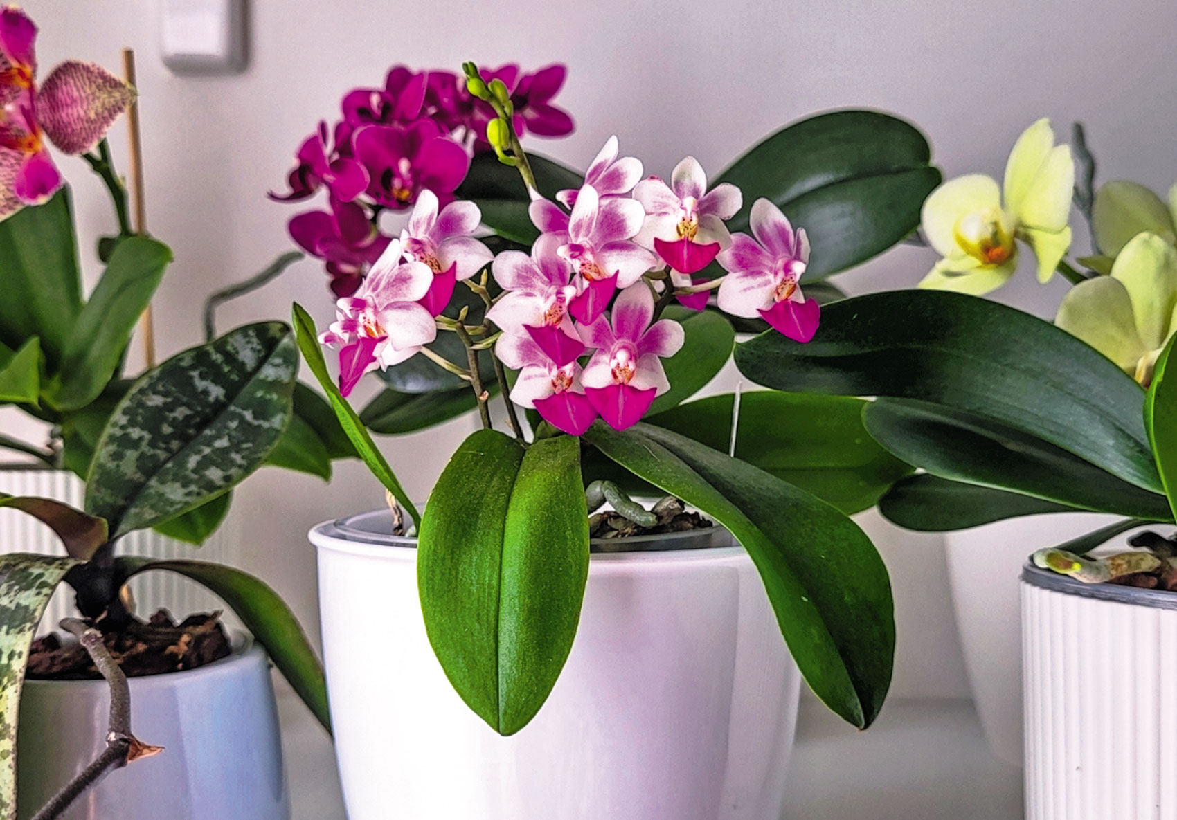 Orchidee, il segreto per lunghe fioriture Orchidee, il segreto per lunghe fioriture