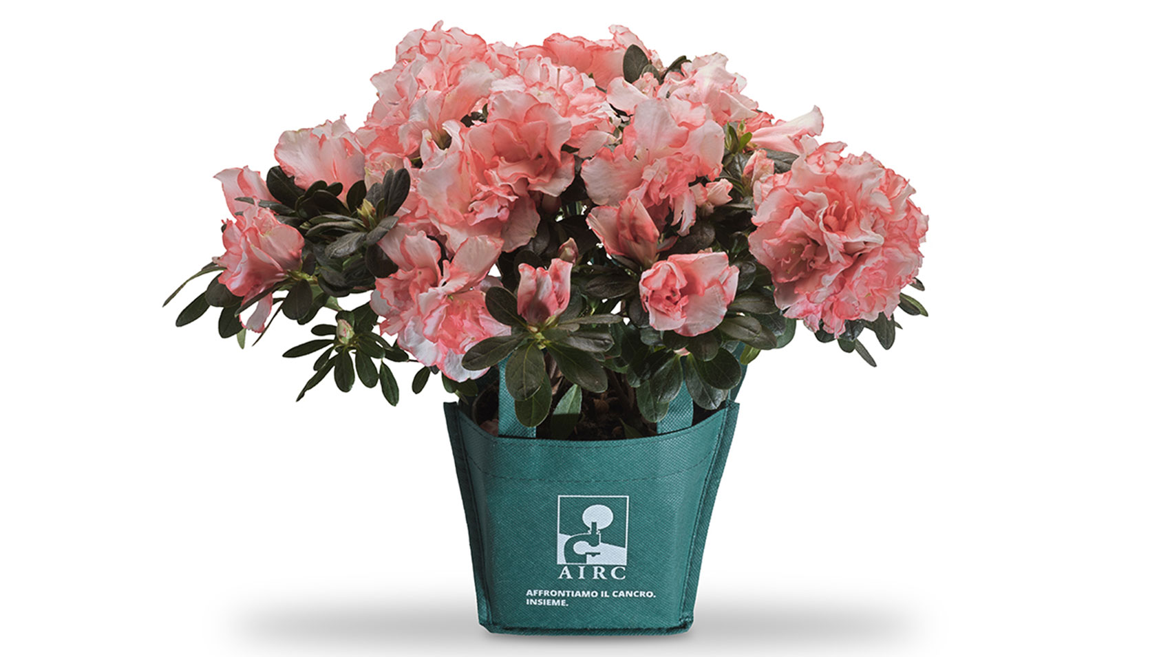 Per la festa della mamma l’Azalea della ricerca di Airc