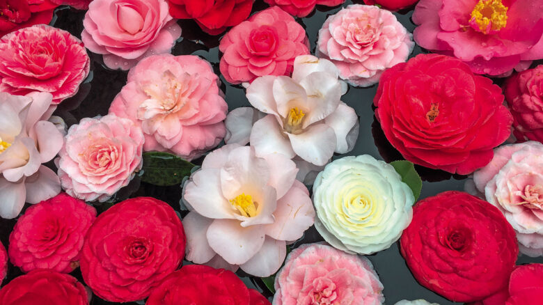 Camelie, come coltivarle e i giardini più belli d'Italia