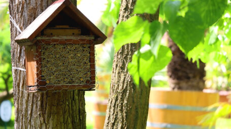 hotel per le api tra gli alberi