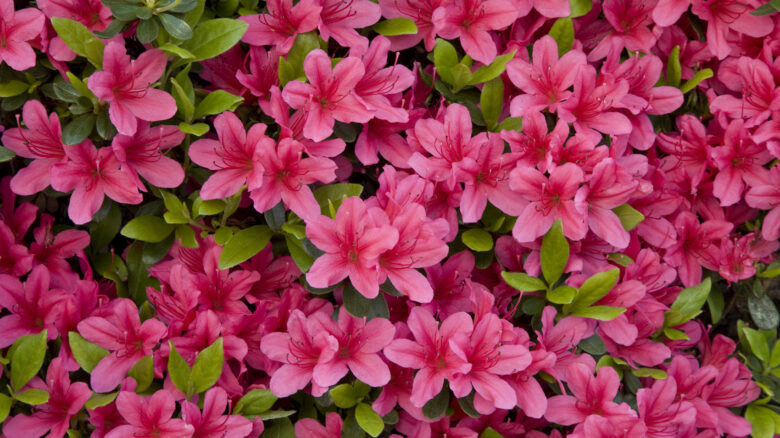 Fai fiorire il tuo terrazzo: i segreti per azalee spettacolari