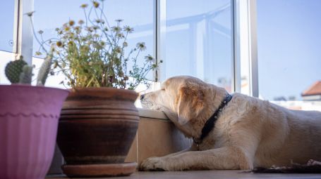 Golden retriever, cane, finestra