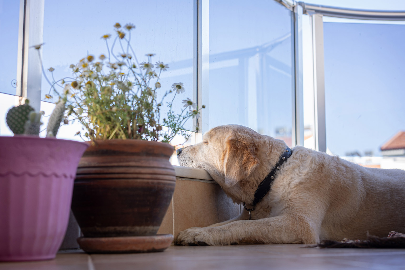 Cosa fare se il tuo cane è vittima dello stress di rientro dalle vacanze