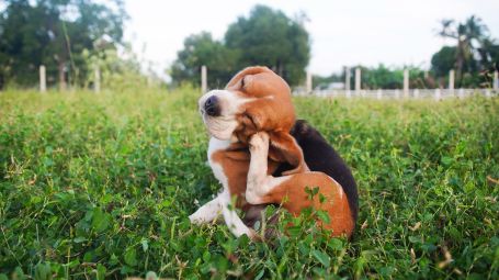 beagle, cane si gratta, estate