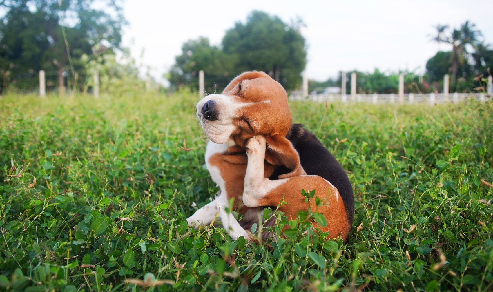 Cani, con il caldo attenti alla leishmaniosi: come prevenirla