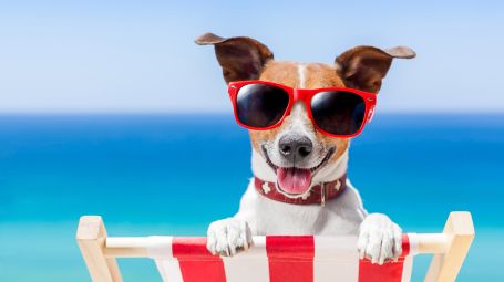 cane in spiaggia, mare, vacanza