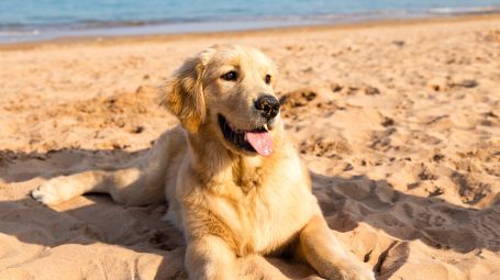 Golden retriever, cucciolo, cane, spiaggia, mare