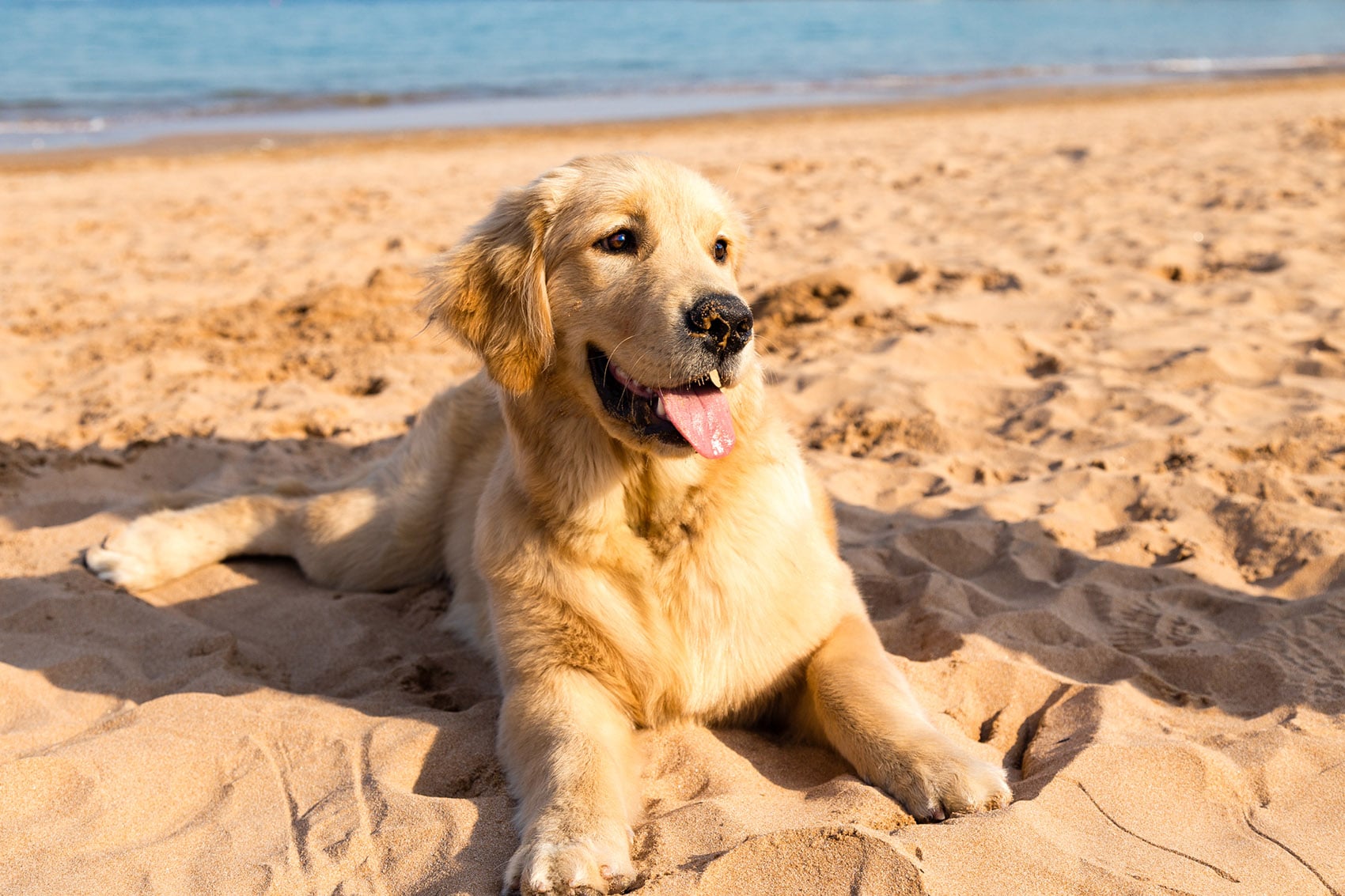 Cani al mare, le precauzioni per la sua salute