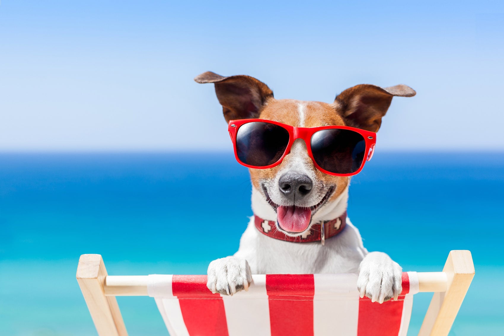 Cani in spiaggia: le bau beach in Italia