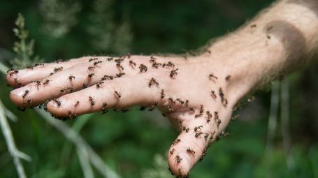 mani, mano, formiche, insetti