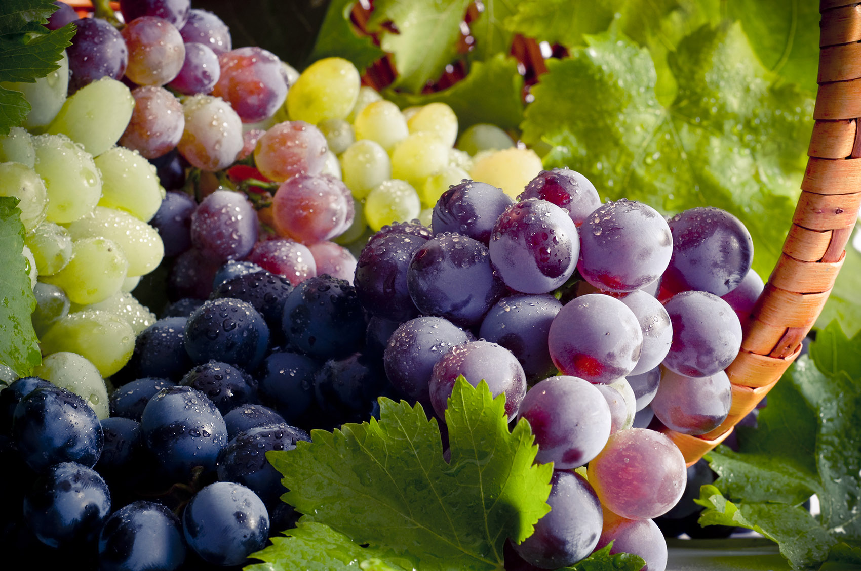 Uva, le diverse varietà e come usarla in cucina per le tue ricette