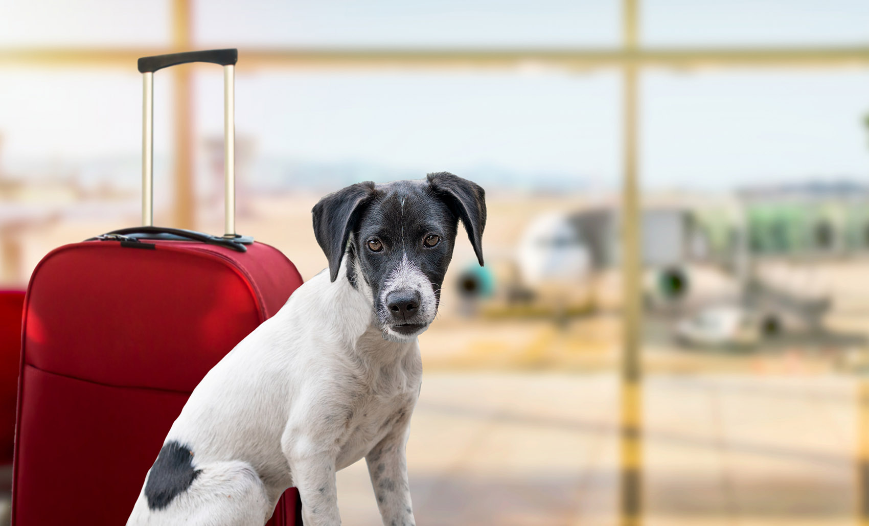 Viaggiare in aereo con il cane: le regole di imbarco