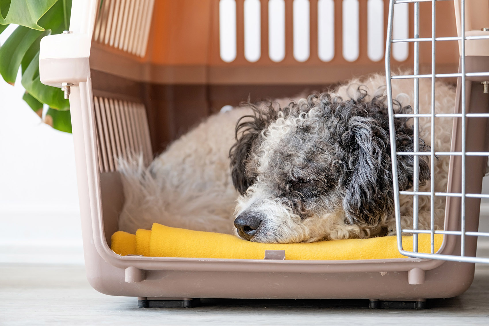 Viaggi in aereo, cani in stiva: i consigli per gestire lo stress