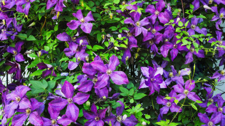 Piante rampicanti decorative, facili e resistenti: quali scegliere e come curarle