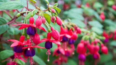 fucsia, fiore, pianta
