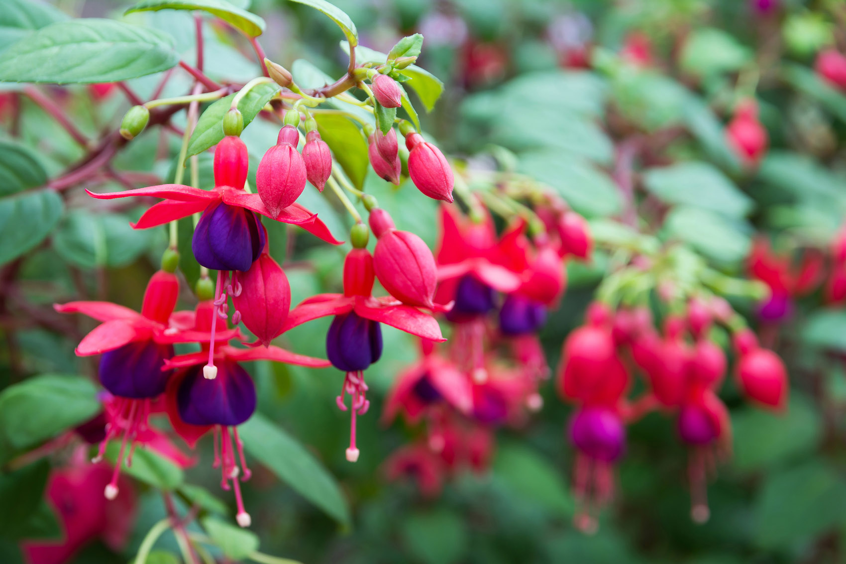 Fucsia, il fiore che ama l’ombra: come coltivarla