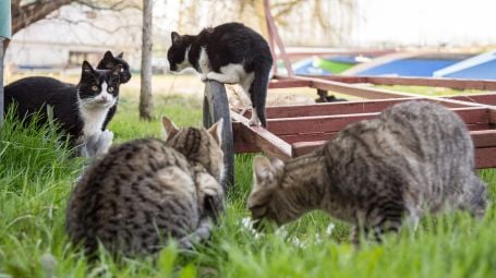 Gatti randagi, come nascono le colonie feline e chi le cura