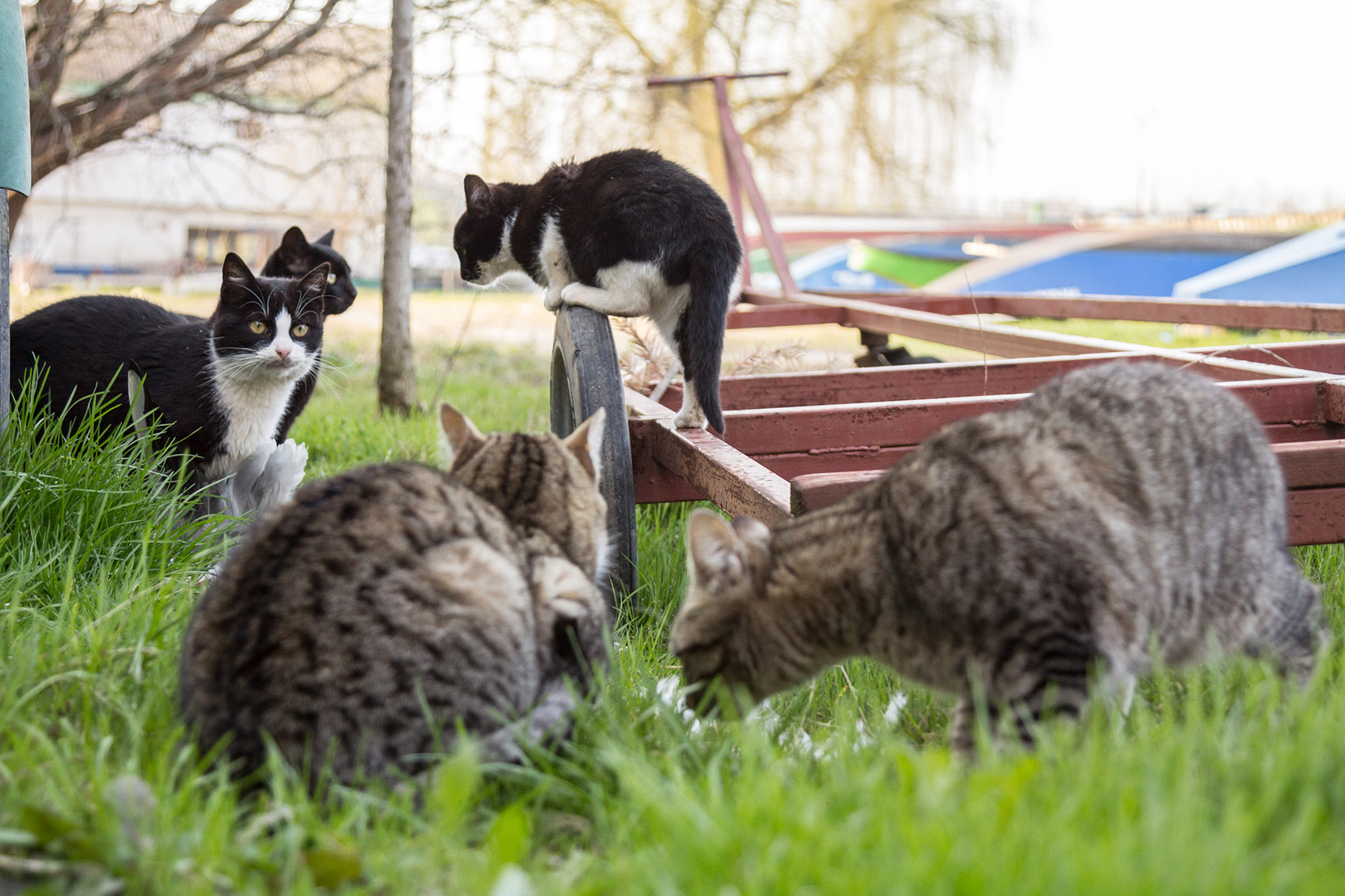 Gatti randagi, come nascono le colonie feline e chi le cura