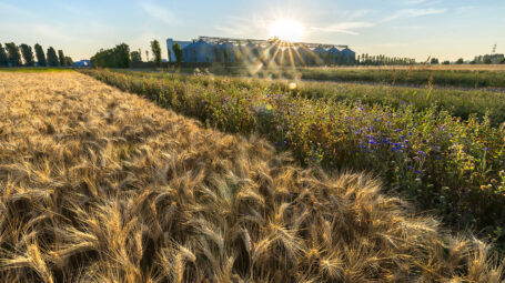 Buongrano, il biscotto che fa bene al pianeta