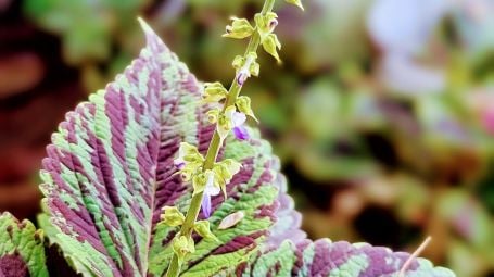 Dimagrire, 4 integratori che aiutano a perdere peso