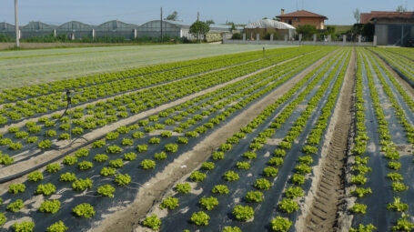 Agricoltura e microplastiche, l’importanza dei teli biodegradabili