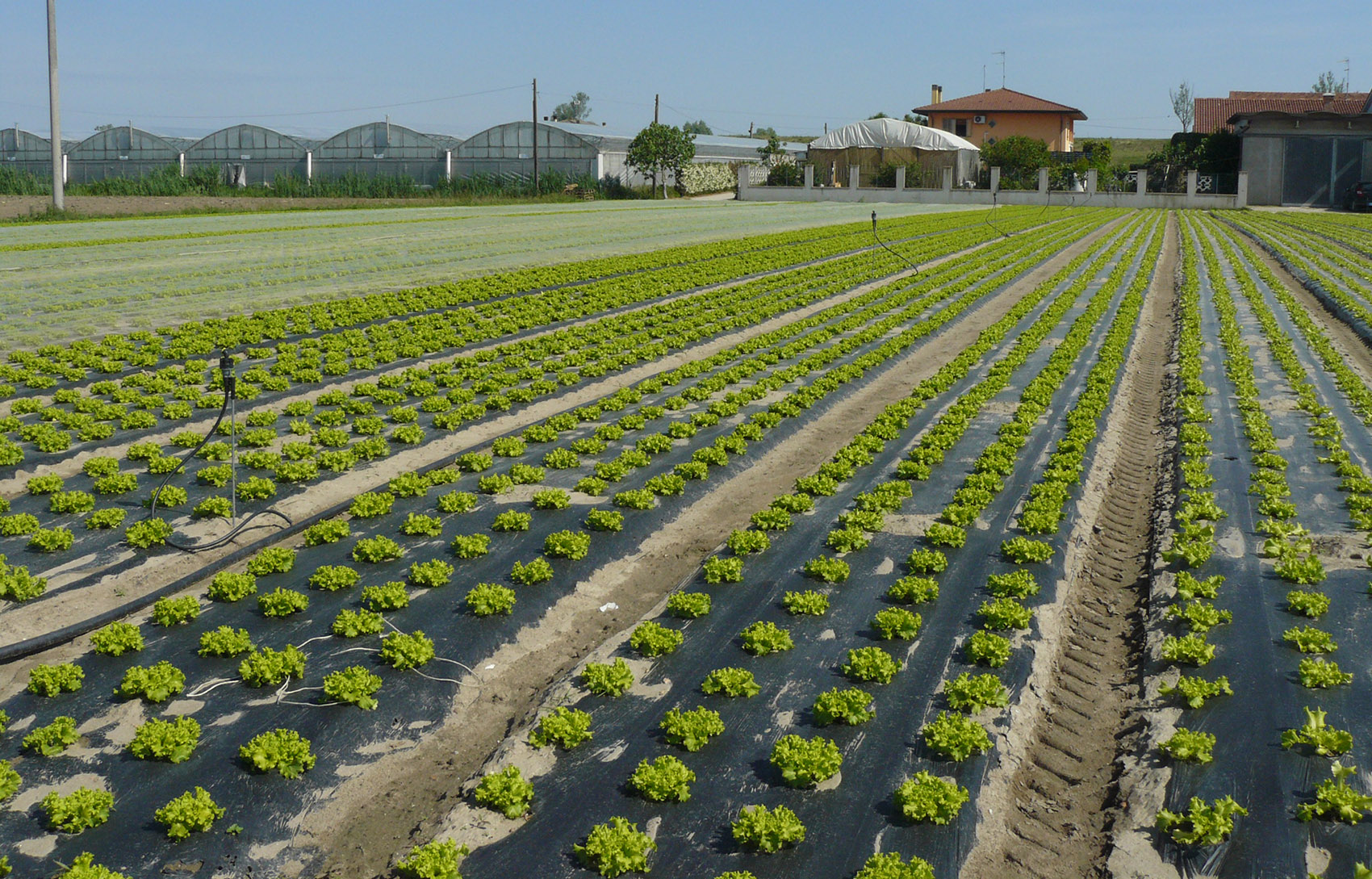 Agricoltura e microplastiche, l’importanza dei teli biodegradabili