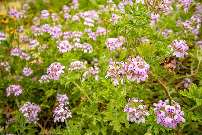 Piante aromatiche: quali scegliere a fine estate per un angolo profumato sul balcone Piante aromatiche: quali scegliere a fine estate per un angolo profumato sul balcone