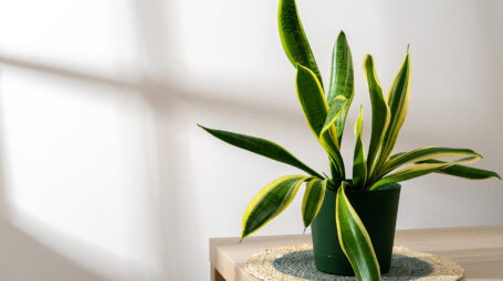 Inquinamento in casa, 11 piante per combattere lo smog