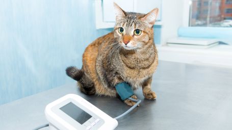 Cani e gatti, perché è importante controllare la pressione
