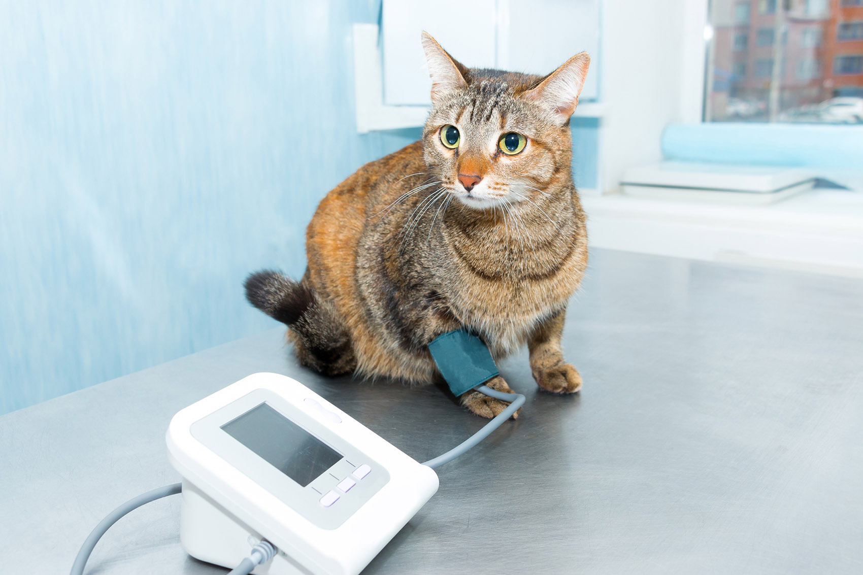 Cani e gatti, perché è importante controllare la pressione
