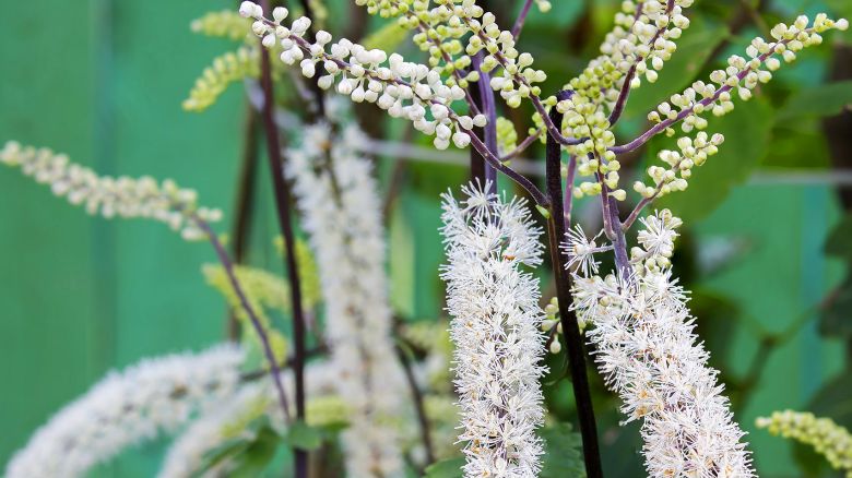 Cimicifuga, il rimedio naturale in menopausa