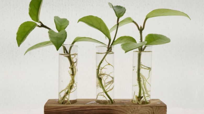 Come moltiplicare le piante con una talea