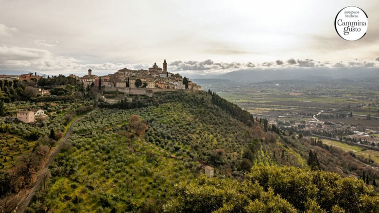 Cammina con gusto: alla scoperta dell'olio evo sulla via di Francesco