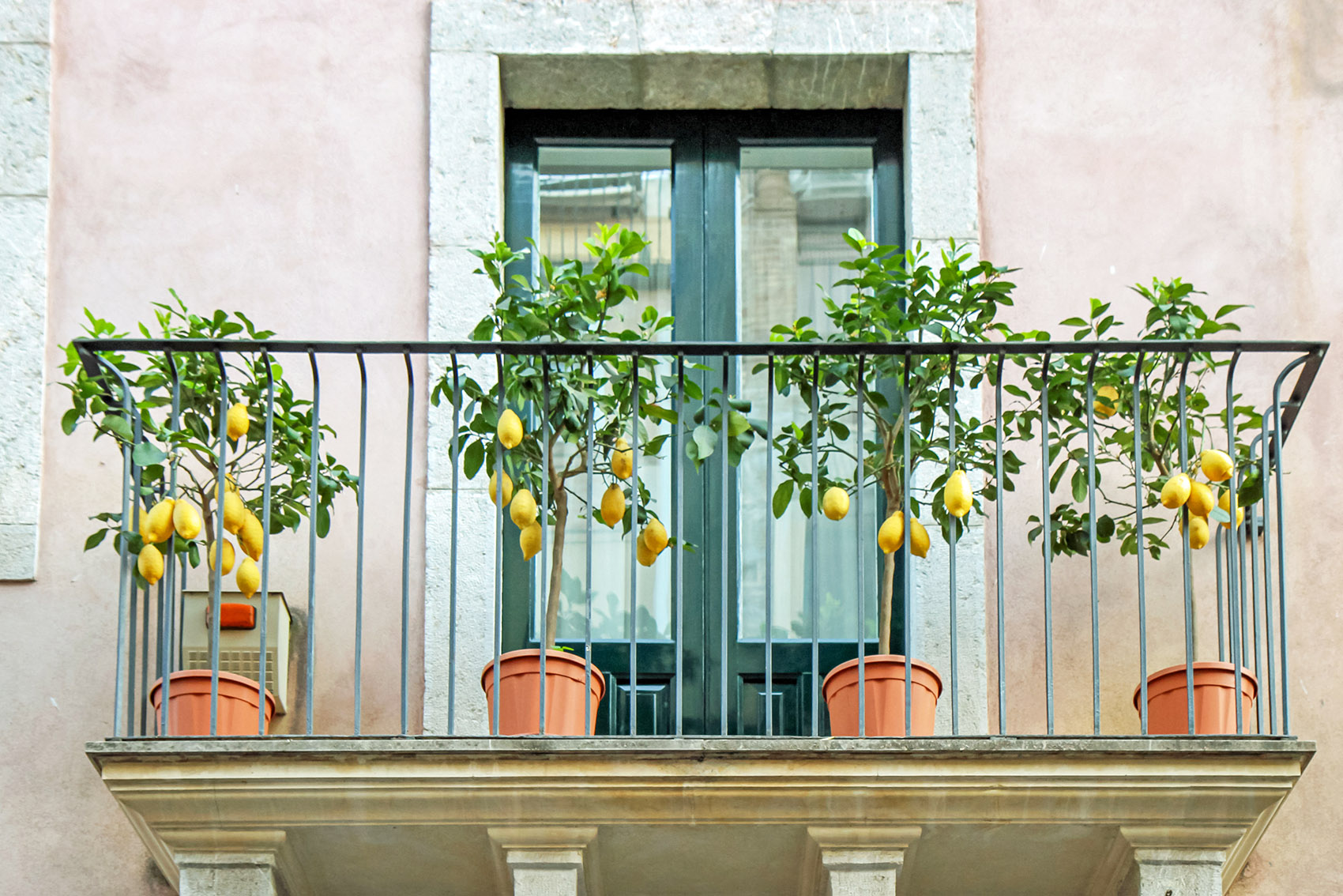 Agrumi, il tocco di allegria sul balcone o in vaso: come coltivarli
