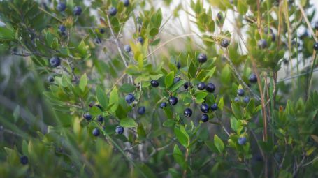 Mirto, come coltivarlo a casa (anche al Nord)