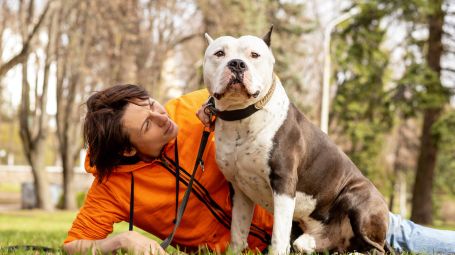 Cani bull: 5 consigli per prevenire le aggressioni (e gli abbandoni)