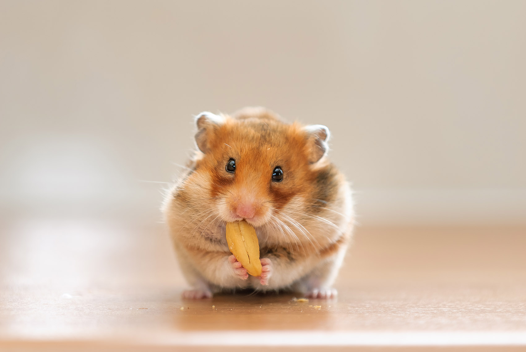 Perché adottare un criceto: dieta ideale e consigli pratici