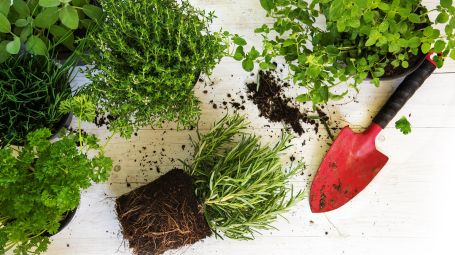 Erbe aromatiche: come coltivarle per farle vivere a lungo