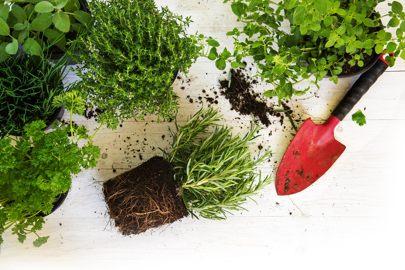 Erbe aromatiche: come coltivarle per farle vivere a lungo