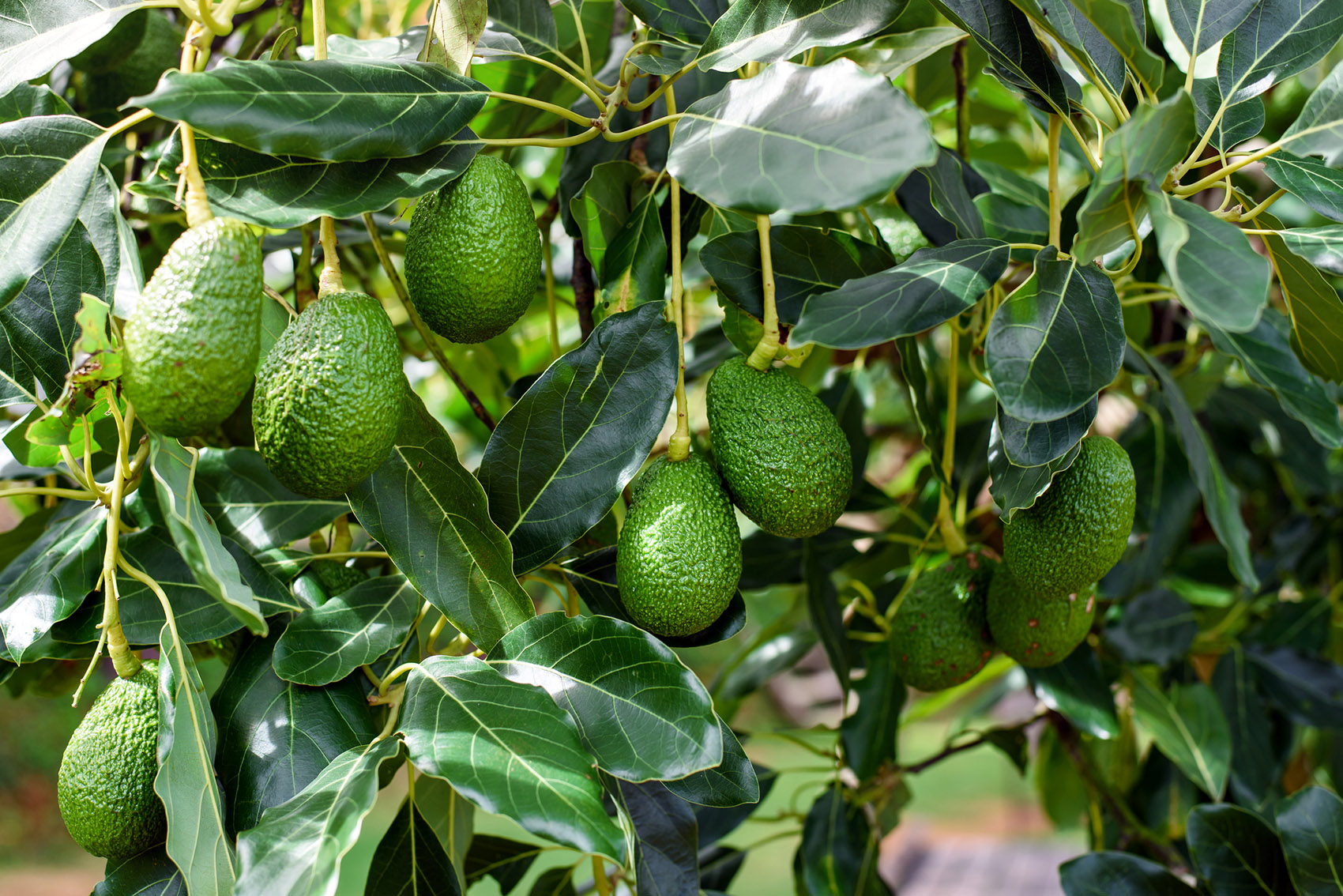 Frutta esotica made in Italy: se il climate change è un’opportunità