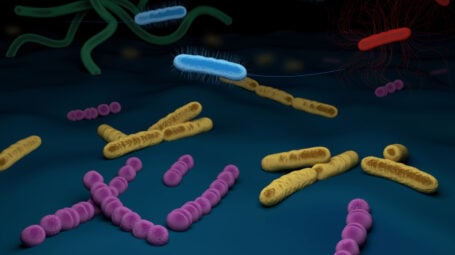 Curare il cancro: allo studio batteri Ogm che divorano il tumore dall’interno