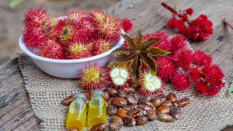 Ricina: cos’è il veleno del caso di Pietracatella, perché è così letale