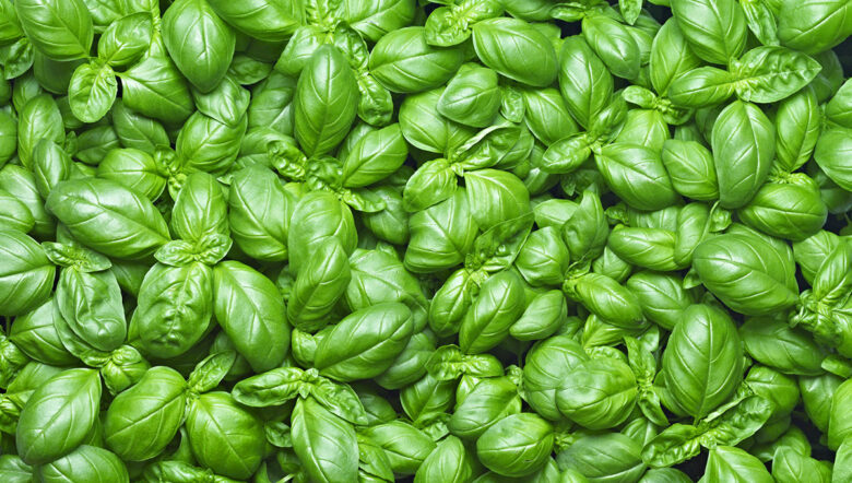 foglie di basilico