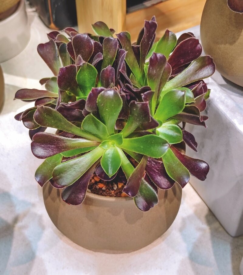 7 piante grasse per creare un angolo esotico sul tuo balcone 7 piante grasse per creare un angolo esotico sul tuo balcone