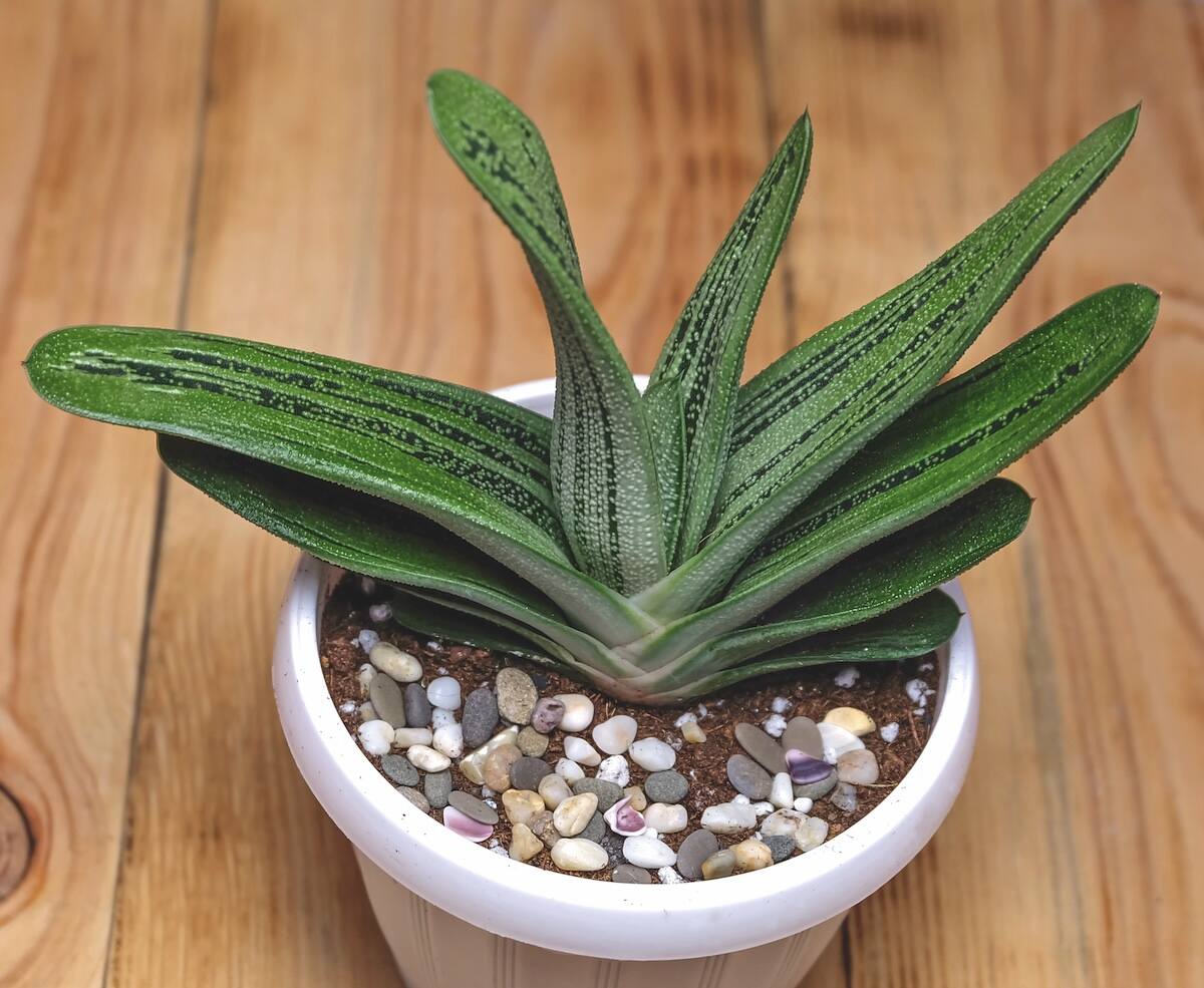 7 piante grasse per creare un angolo esotico sul tuo balcone 7 piante grasse per creare un angolo esotico sul tuo balcone