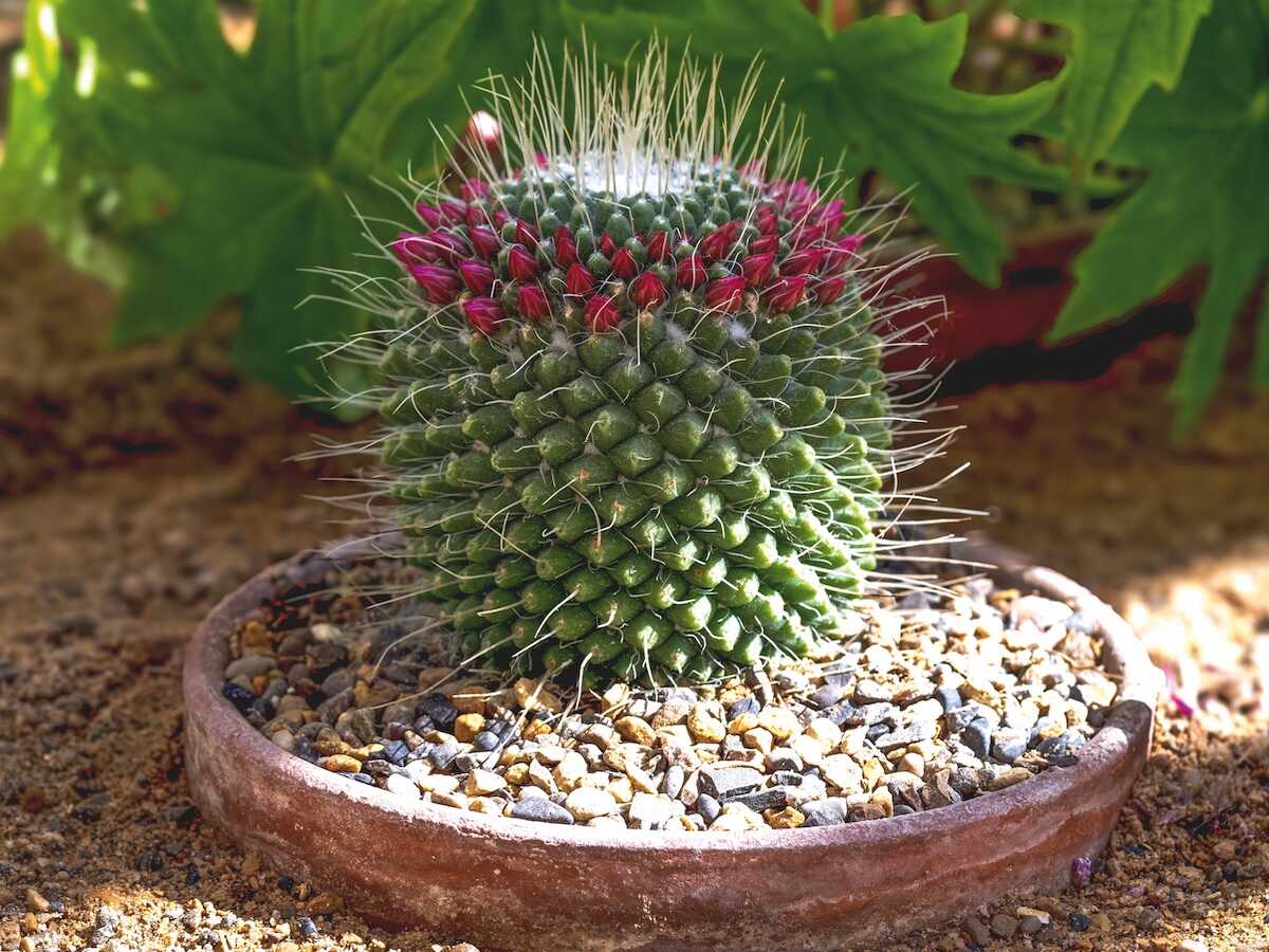 7 piante grasse per creare un angolo esotico sul tuo balcone 7 piante grasse per creare un angolo esotico sul tuo balcone