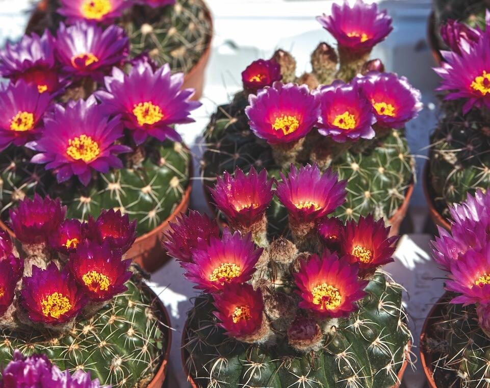 7 piante grasse per creare un angolo esotico sul tuo balcone 7 piante grasse per creare un angolo esotico sul tuo balcone