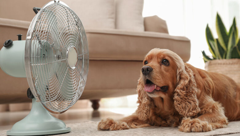 cane davanti al ventilatore